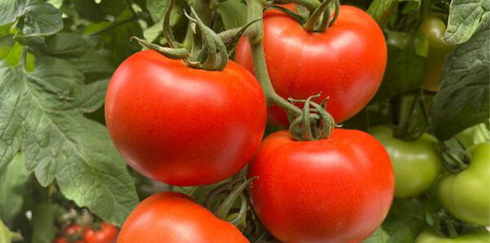 Баросор червен оранжериен домат