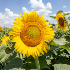 sunfl_245.png