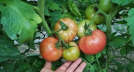 Семена домати от Синджента. Болести и неприятели при доматите. Растителна защита при домати. 