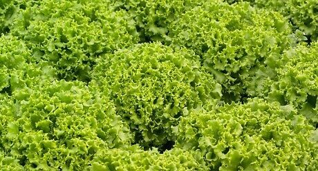 Семена салати от Синджента. Растителна защита при салати.