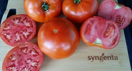 Семена червен безколов домат Бобкат от Синджента.