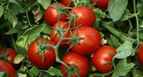 Семена червен домат за консервиране Чибли от Синджента.