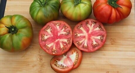 Семена специален домат Думас от Синджента.