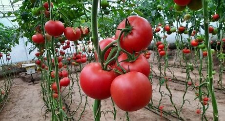 Семена домати от Синджента.