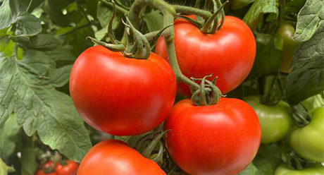 Баросор червен оранжериен домат