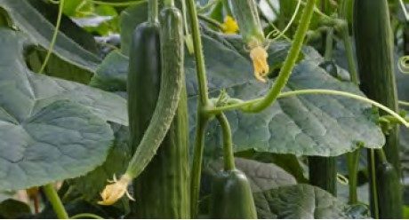 Есбен - семена краставица за пролет и лято от Синджента