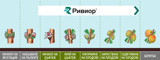 инфографика