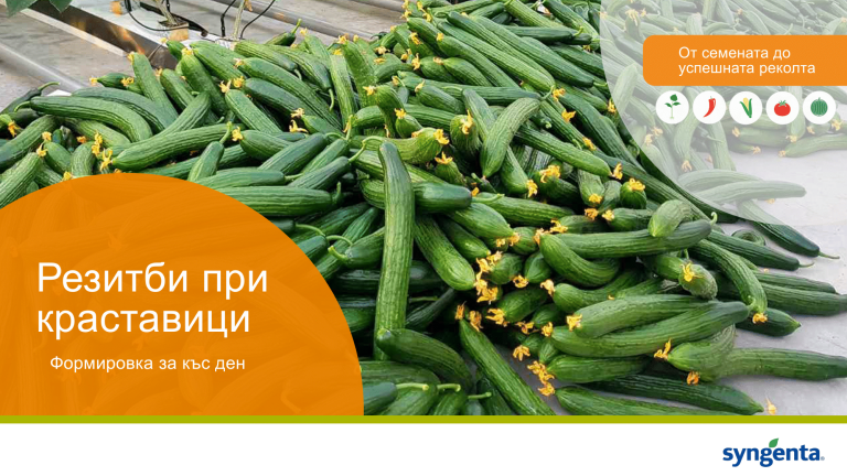 Синджента резитби при краставици