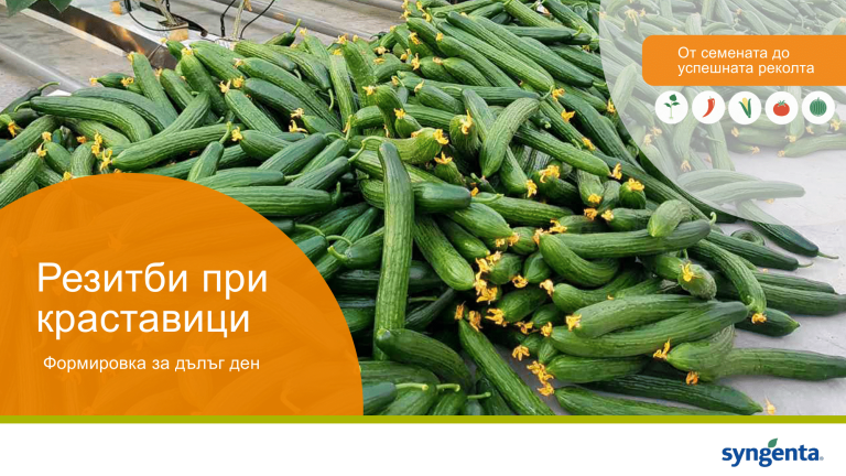 Синджента резитби при краставици