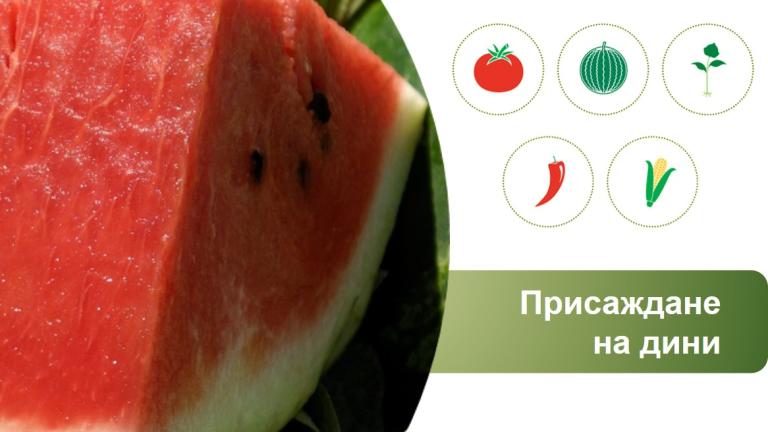 Технология за присаждане на дини от Синджента.