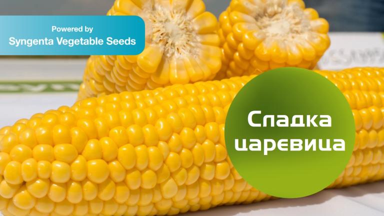 Съвети за отглеждане на сладка царевица от експертите на Синджента. 