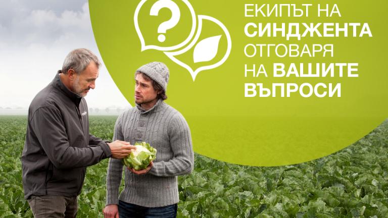 Екипът на Синджента отговаря на въпросите на производителите на зелечукови култури.  