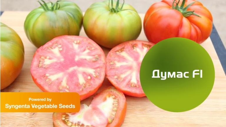 Думас: уникален за пазарът в България домат, който се отличава с атрактивната си форма и високо качество.