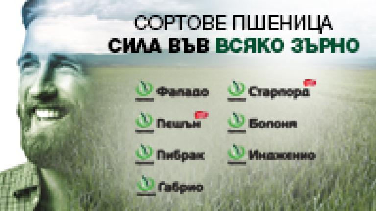 новина Синджента житни