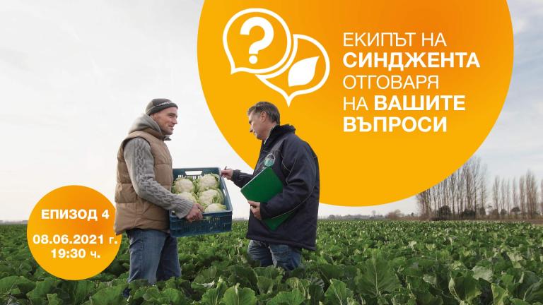 Екипът на Синджента отговаря на въпросите на производителите на зелечукови култури.  