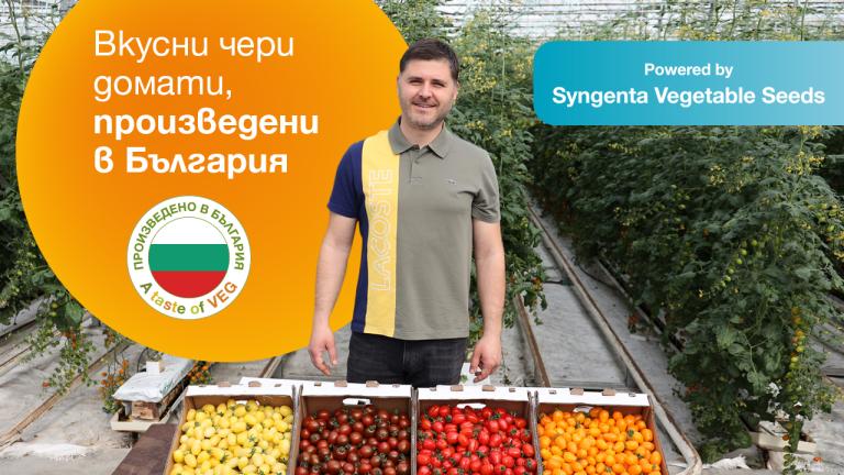 Семена чери домати от Синджента.