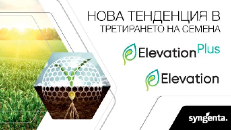 Елевейшън семена царевица Синджента