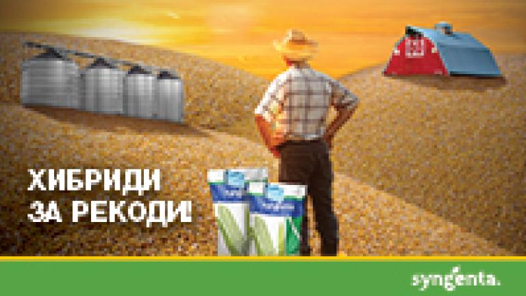 Семена Царевица Синджента 2022