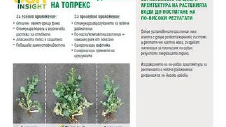 Бюлетин актуално състояние рапица