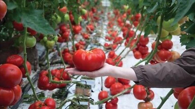 Семена червен оранжериен домат Панекра от Синджента.
