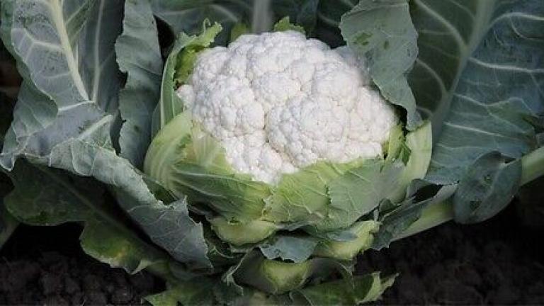 Семена карфиол и броколи от Синджента.