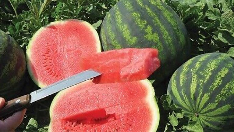 Семена дини Романза от Синджента.