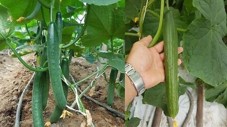 Семена краставици Бомбър от Синджента.