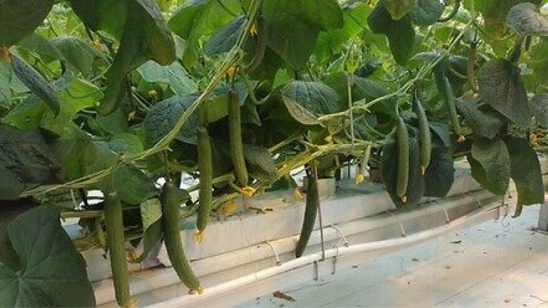 Семена краставици Македон от Синджента.