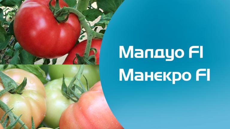 Семена розови домати Малдуо и Манекро, от Синджента.