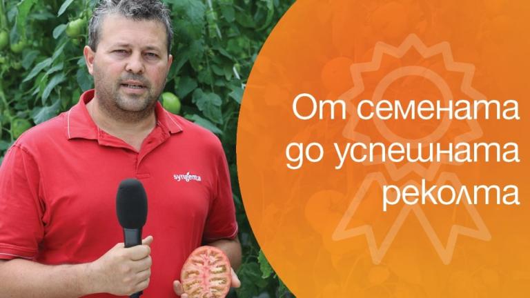 Блог за зеленчукови култури на Синджента.