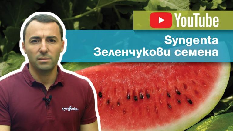 YouTube канал за зеленчукови семена на Синджента.