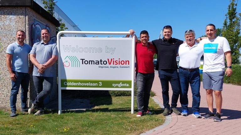 Tomato Vision Синджента.