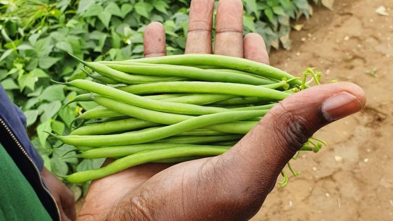 Синджента Shaping the Future of Bean 2022.