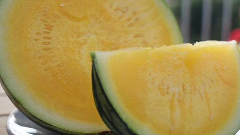 yellow_bitei_image_566x566px_01.jpg