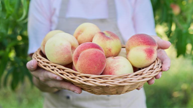 peach-CP-image-360x193px.jpg