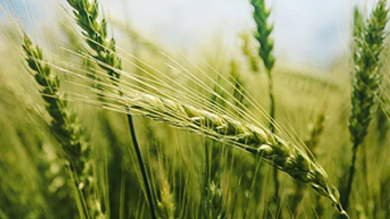 polski_semena_banner_550x193px.jpg