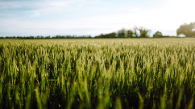 pshenica_semena_banner_360x193px.jpg