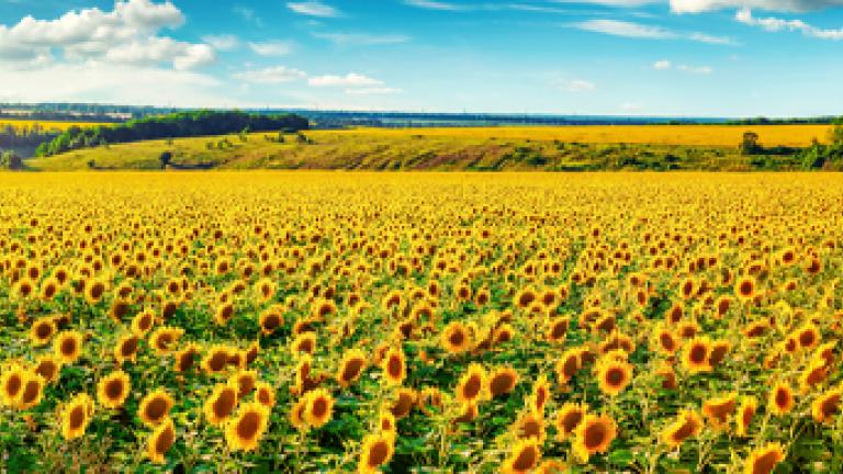 semena_slunchogled_banner_360x193px.jpg