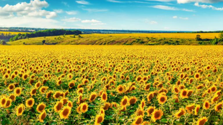 semena_slunchogled_banner_550x193px.jpg