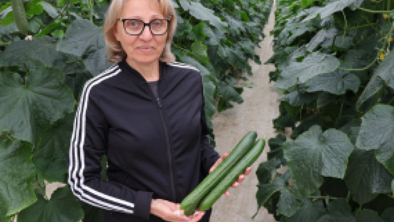 Семена краставица Виго от Синджента.