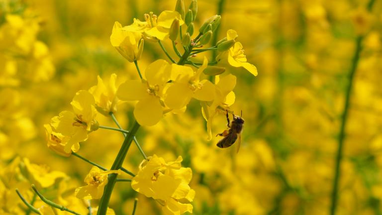 bee_on_oilseed_rape_flower.jpg