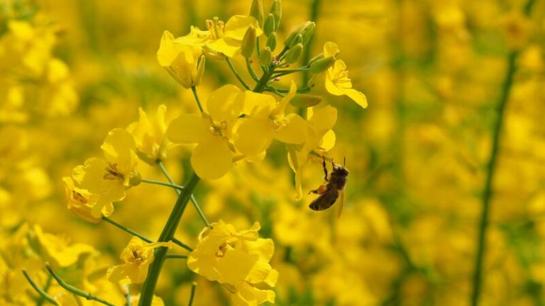 web_bee_on_oilseed_rape_flower_2022.jpg