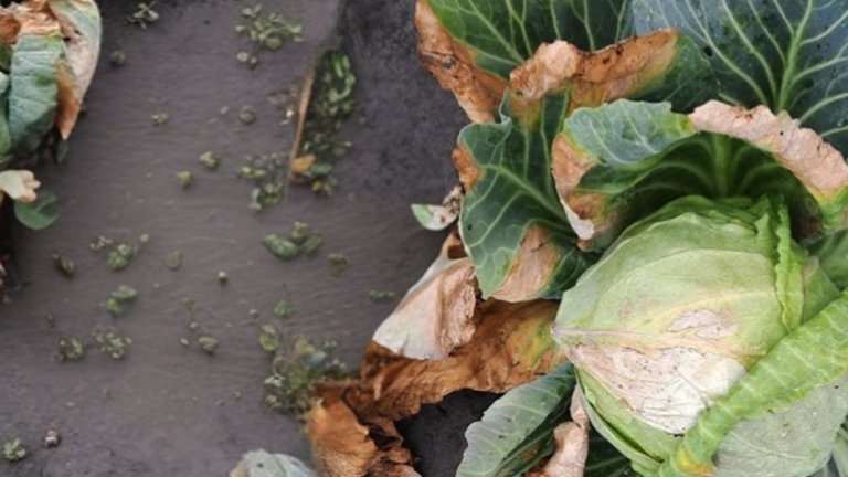  Xanthomonas campestris