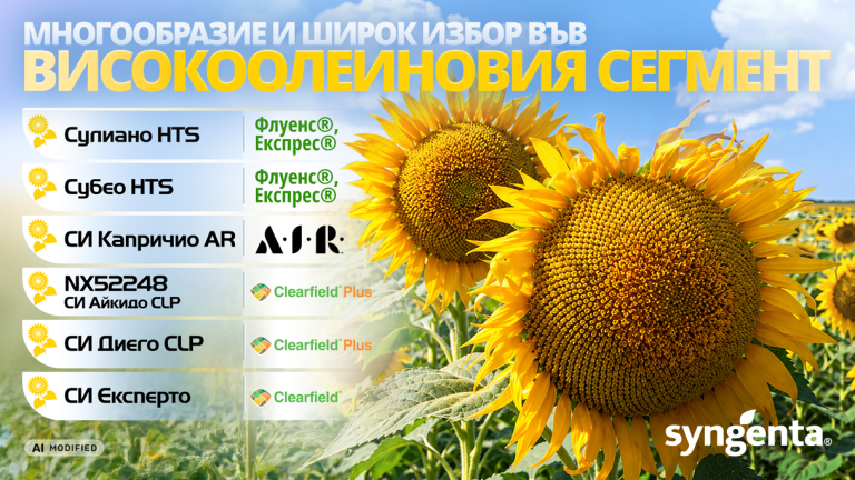 хибриди слънчоглед