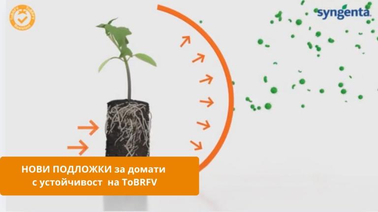 Защо е важно да използваме Подложки за Домати с устойчивост на ТоBRFV.