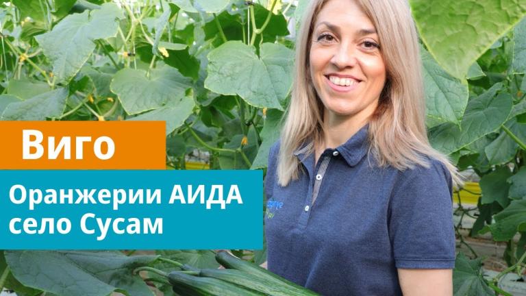 Дългоплодна краставица Виго - характеристики и описание на сорта