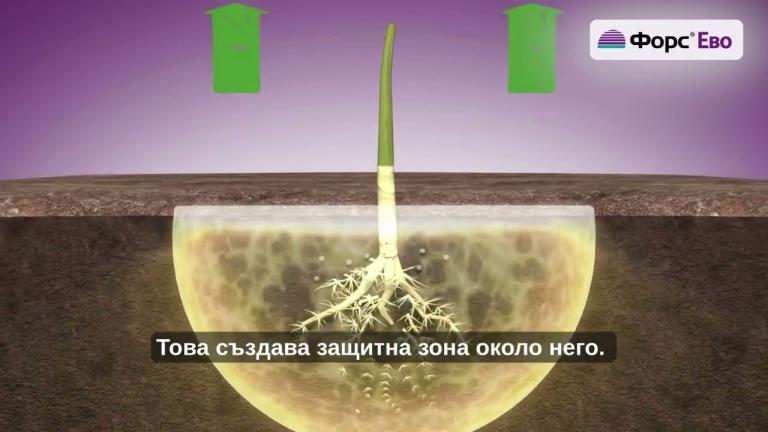 Инсектицид  Форс Ево от Синджента вече с нова удобна опаковка тип „солница“