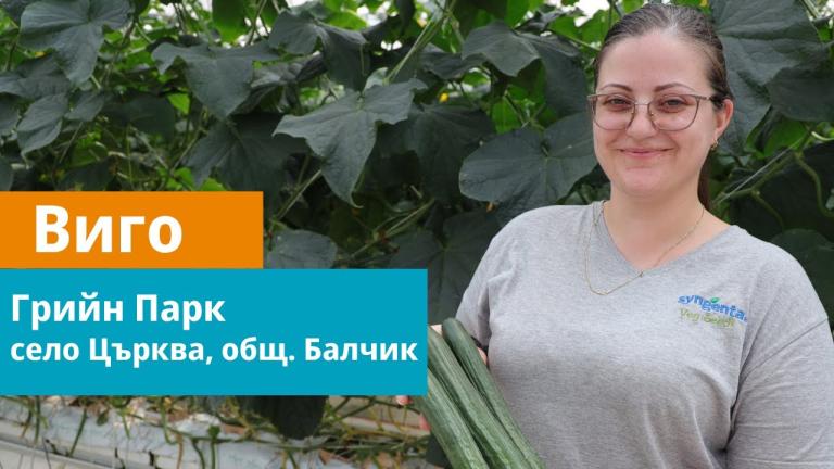 Дългоплодна краставица Виго  -  отглеждана в село Църква, общ. Балчик