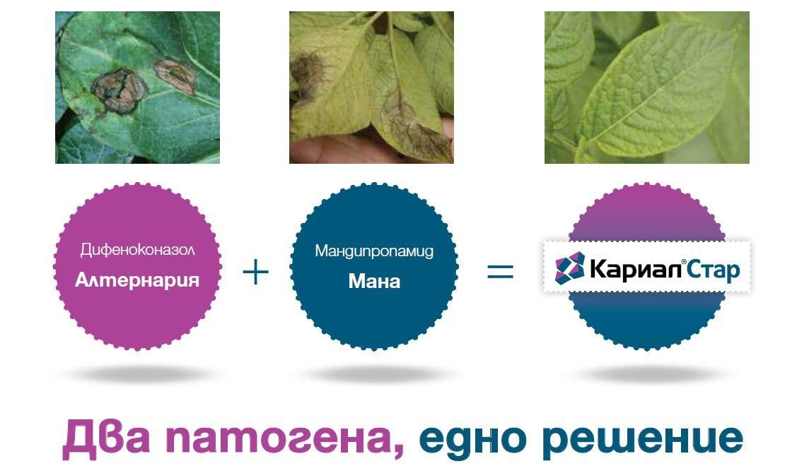 Кариал Стар