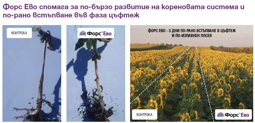 Форс Ево